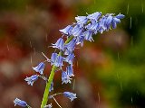 Natural History Bluebell in the rain by Alasdair Martin